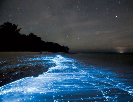 Ngây ngất với bãi biển phát sáng tại đảo Vaadhoo
